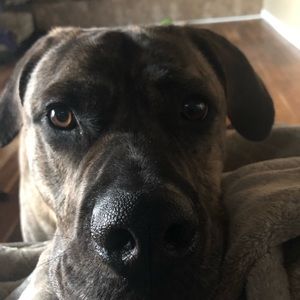 Meet your Posher, Randall